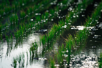 Landscape nature of rice field on rice paddy green color lush growing is a agriculture in asia