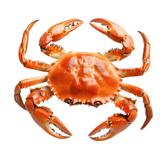 Cooked Crab Isolated Black Background Seafood Delicious Food