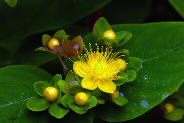 St. John's Wort closeup
