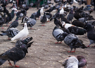 Single White Pigeon Looking At The Camera In The Yard Of Many Black Pigeons