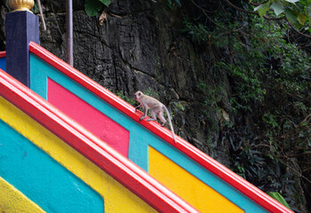 A Monkey Climbing The Rainbow Staircase In Malaysia