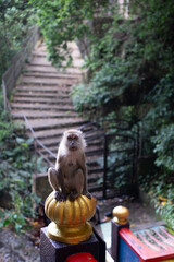 A Macaque Monkey On Top Of The Stairs Looking At The Camera