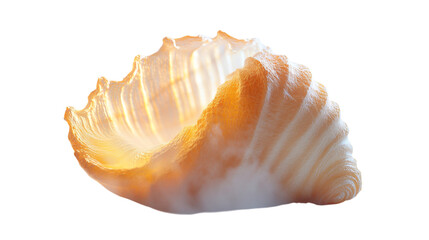 Obraz premium Close up shot of a single endive head with orange edges against a dark black background space around it on transparent background