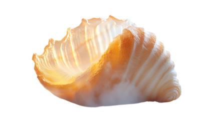 Close up shot of a single endive head with orange edges against a dark black background space around it on transparent background
