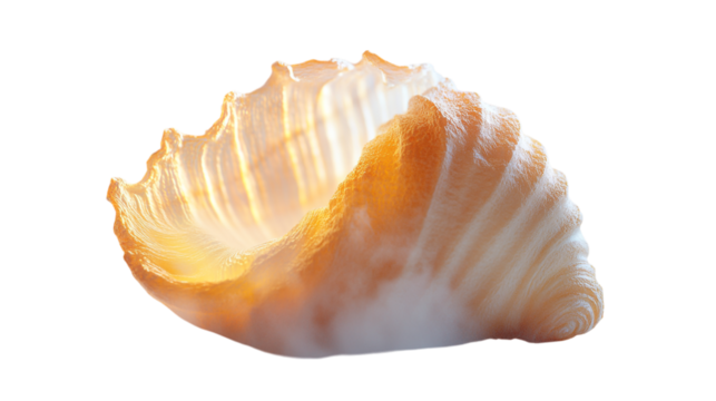 Close up shot of a single endive head with orange edges against a dark black background space around it on transparent background