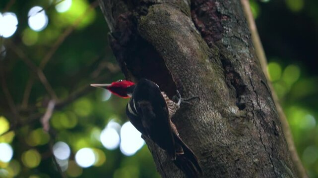 Costa Rica, Guanacaste