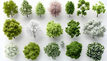 Collection of various treetops in different stages of growth.