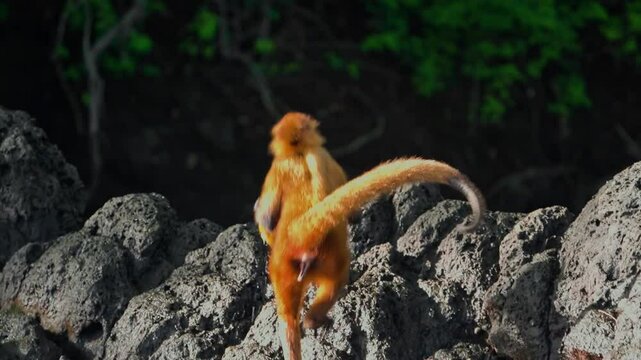 Costa Rica, Guanacaste Spider Monkey