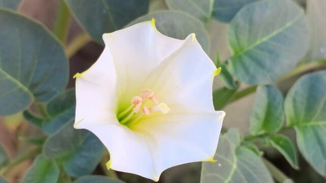  Datura Flower (Datura metel) Blooming in Sunlight &ndash; 120fps Slow Motion 4K Footage