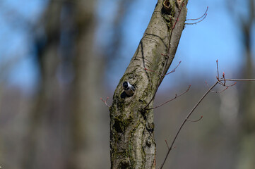 Black Capped Chickadee in a Tree Hole at Seven Lakes State Park, near Holly, Michigan.