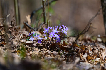 Round Lobed Hepatica Wildflowers at Seven Lakes State Park, near Holly, Michigan.