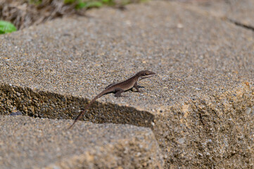 Green Anole at Carters Lake, near Chatsworth, Georgia.