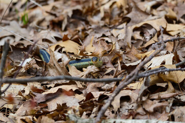 Garter Snake Close Up at Seven Lakes State Park, near Holly, Michigan.