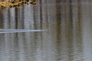 Beaver Swimming in Seven Lake at Seven Lakes State Park, near Holly, Michigan.