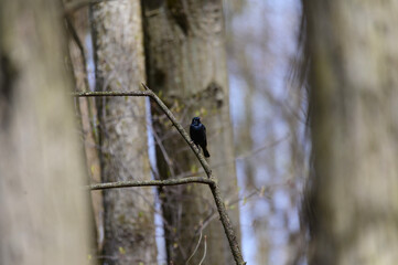 Rusty's Blackbird at Seven Lakes State Park, near Holly, Michigan.
