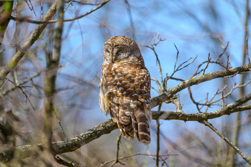 Barred Owl at Seven Lakes State Park, near Holly, Michigan.