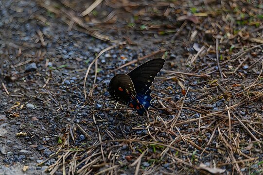 Pipevine Swallowtail Butterfly at Carters Lake, near Chatsworth, Georgia.