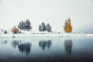 Autumn trees in a snowy landscape