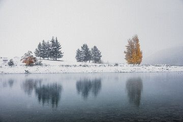 Autumn trees in a snowy landscape