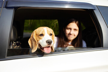  Cute beagle dog looks out of the car window.