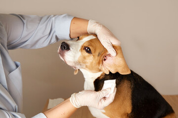 The veterinarian cleans the beagle dog's ears with a napkin.