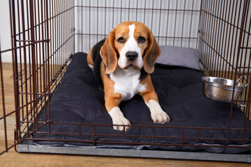  Beagle dog lying on gray blanket in cage. Wire cage for keeping pets