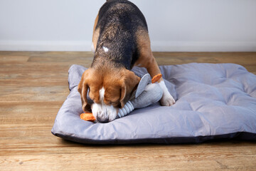  Beagle dog playing with soft toy on soft dog bed in cozy room