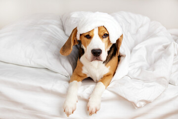 A Beagle dog in a sleep mask is lying on the bed