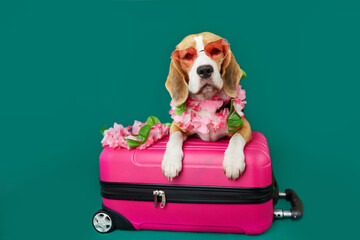 A beagle dog wearing sunglasses on a green isolated background.