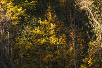 Bright yellow trees in the countryside in the peak of autumn in New Zealand.