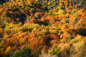 Multiple colors on a hillside of autumn trees