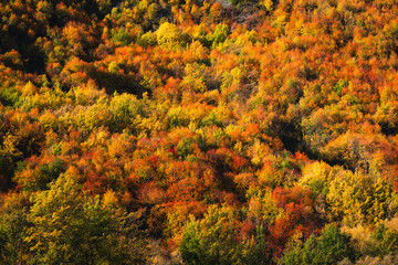 Brightly colored autumn trees on the side of a hill
