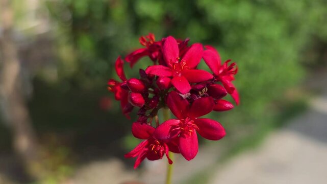  Jatropha integerrima Flower Swaying in the Wind &ndash; 120fps Slow Motion 4K Footage