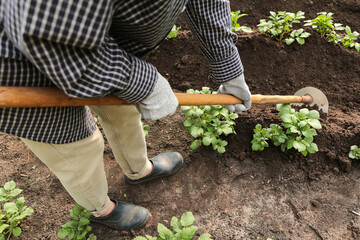 Fototapeta premium Farmer gardener hilling potato young plant with hoe tool in rows on field on garden bed close up. Growing organic potatoes vegetable plants in garden, agriculture