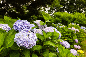 大宮第二公園の紫陽花