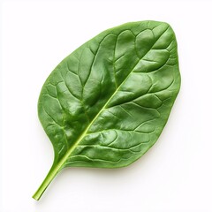 Obraz premium Fresh Organic Spinach Leaf. Nutrient-Rich Green Vegetable for Healthy Salads and Sustainable Cooking