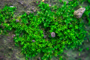 Green wall moss (Bryophyta) thrives on a damp surface, creating a soft, lush carpet of moisture-loving growth in a humid environment.