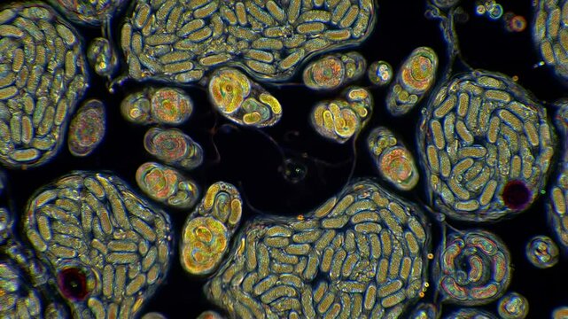 Microscopic plant organisms close up