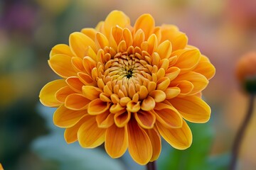 CloseUp of a Vibrant Orange Chrysanthemum Flower in Full Bloom, Detailed Petals and Bud