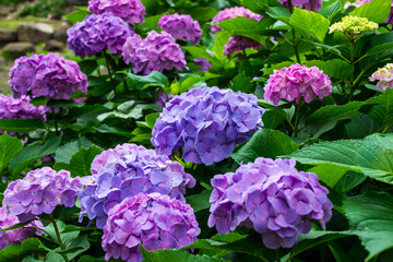 色とりどりに咲く紫陽花の花房