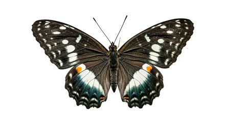 Fototapeta premium Close up shot of a butterfly with black and white wings spread against a black background