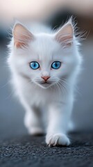 Delightful tiny white kitten with mesmerizing blue eyes strolls toward the camera in gigapixel clarity
