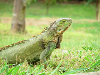 Iguana
