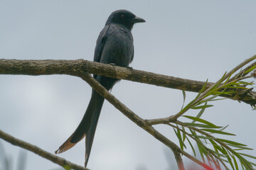Black drongo on the red bottle brush tree