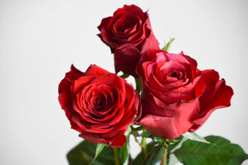 赤い薔薇