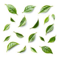 Refreshing Green Tea Leaves and Brewed Drink: Natural, Healthy, and Antioxidant-Rich Beverage