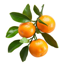 Fresh Mandarin Oranges on Branch