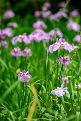 鎌倉2506　光則寺12　花菖蒲