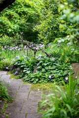 鎌倉2506　光則寺11　花菖蒲