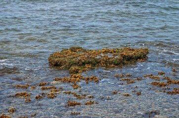 Coral Reef with Hawaiian Seaweed, Limu, Exposed by a Minus Tide at Diamond Head Beach on Oahu.